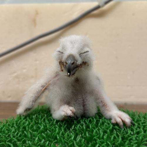 2026-03-03入荷 マゼランワシミミズクの販売情報イメージ2